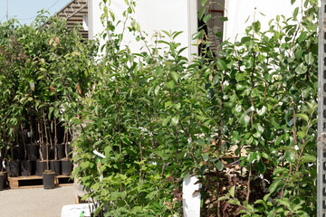 Young seedlings of cultivated garden apple trees are sold in the garden center. Plants in pots for transplanting into the soil