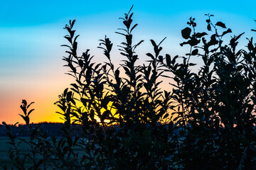 Sunrise over the pasture and grass silhouettes. Dusk in the field with grass silhouette. Sunrise at the meadow. Romantic early morning in the fields. Bright blue, pink, yellow, orange dawn