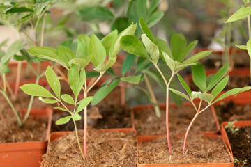 Young seedlings of a peony flower plant in pots in a large garden center. Preparation for the spring season to plant ornamental shrubs and flowers