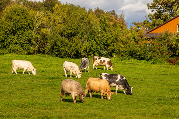 Several colors of cows eating grass at field near farm house and trees. Countryside cow livestock farm in Latvia, Europe. Dairy cows eating grass in a green field, in autumn a front of house.
