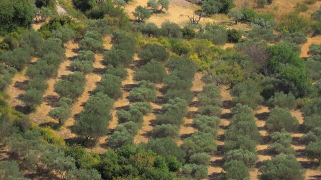 scenic view of olive trees groves in the valley of les baux de provence, france