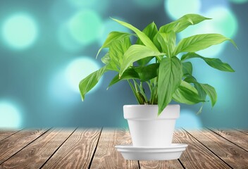 defocused abstract background of green house plant