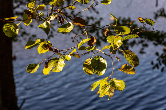 Grey alder (alnus incana) autumnal leaves at water background.  Speckled alder leaves in the foreground and water in the sun in the background. Alder tree branch at early autumn. 