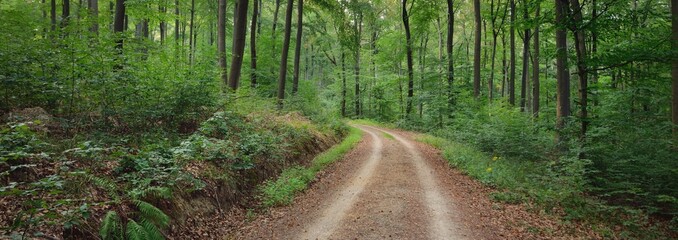 Landelijke weg (pad) door de heuvels van donker beukenbos. Machtige bomen. Natuurlijke tunnel. Sfeervol zomerlandschap. Rijnland, Duitsland. Natuur, ecologie, milieubehoud, ecotoerisme