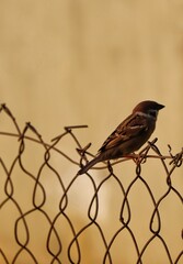 sparrow on a fence
