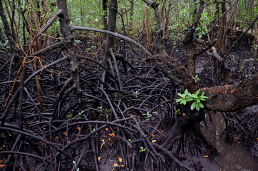 tropical mangrove forest 