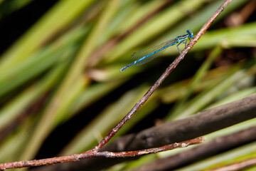 Dragonfly