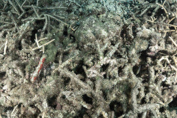 A portion of dead coral on an unhealthy section of reef. This structure would have taken centuries to grow and is now dead with little opportunity to regrow in the future. 