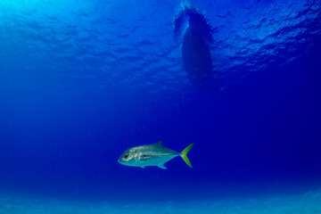 A single horse eyed jack in the clear blue water of open ocean above a sandy bottom with the silhouette of a boat on the surface of the water that also has light penetration from the Caribbean sun