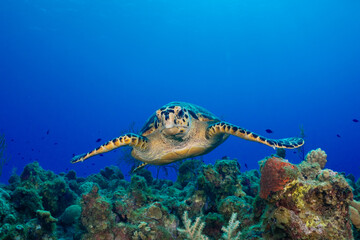 A hawksbill turtle cruising over a beautiful tropical coral reef in the Caribbean. This delightful creature is at home in the clear warm tropical waters of the Cayman Islands