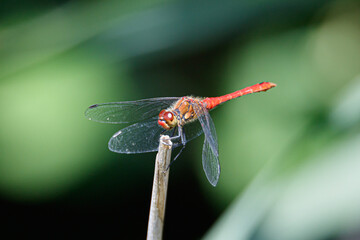 Dragonfly