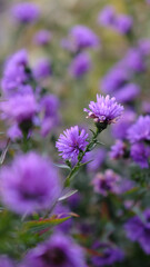Obraz premium Flower