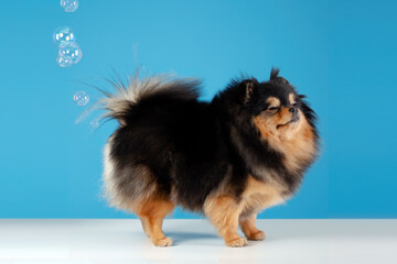 Pomeranian spitz dog fart. Gas and indigestion. Wrong dog food, the cause of poisoning, diseases...