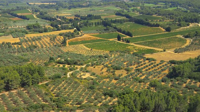Plantation of olive trees in the valley of Les Baux de Provence, France seen from above