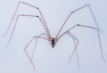 spider on white