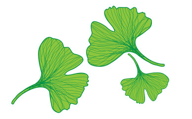 Ginkgo biloba leaves isolated on white background. Vector illustration