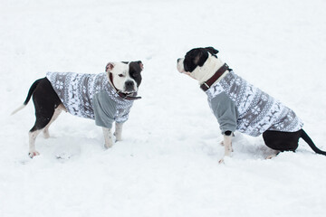 Dogs on a winter walk in warm clothes. White snow