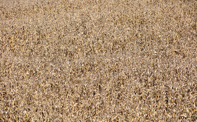 Background with plantation of ripe corn.