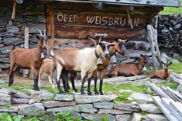 Goats in Southtyrol 