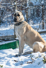 kangal, turkish shepherd
