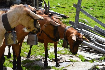 Goats on a meadow in Southtyrol 
