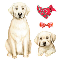 Watercolor illustration with a white labrador retriever with a puppy, dog and puppy, dog accessories 