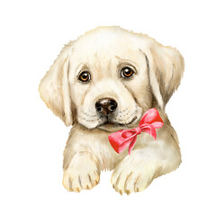 Watercolor drawing with a white labrador puppy, puppy, dog, pet, fluffy puppy, puppy with a bow