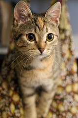 The kitten is playing.The kitten is sitting in a cloth bag.