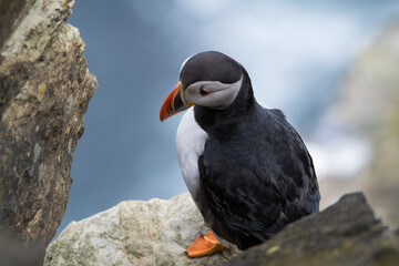 A lone puffin seen in profile as it rests on a cliff ledge.