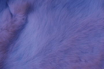 Fond poilu de couleur violette tendance. Texture de fourrure violette