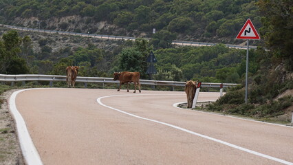 cows on the road SS 125 Orientale Sarda in the Area Faunistica di Sa Portiscra in Urzulei,...