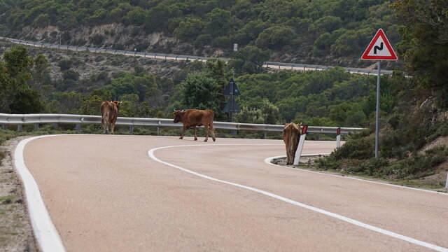 cows on the road SS 125 Orientale Sarda in the Area Faunistica di Sa Portiscra in Urzulei, Sardinia, in the month of October