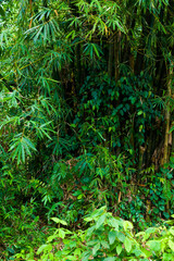 green bamboo trees and thick bamboo leaves, lush and shady.