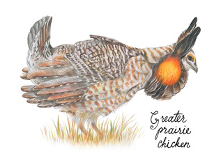 Greater prairie chicken