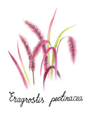 Eragrostis