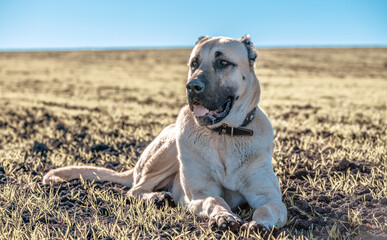 kangal, turkish shepherd

