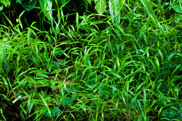 green grass in the forest. lush and much untouched. wild.