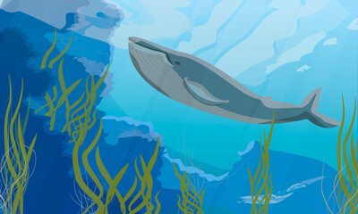 The blue whale swims in the depths of the ocean near rocks and algae. Marine mammals. Realistic vector underwater landscape