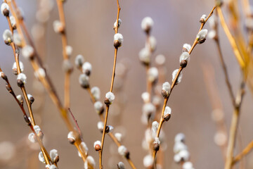 Willow branches with catkins, soft fluffy spring buds. Easter background. Traditional Palm Sunday...