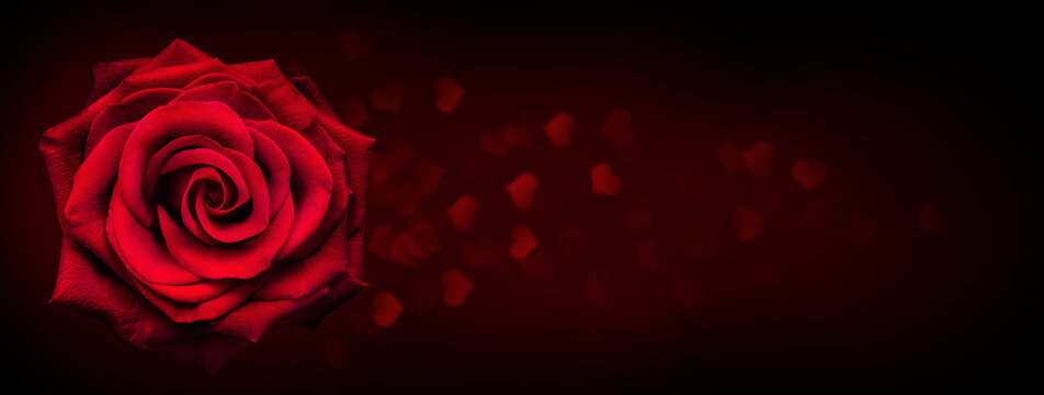 Red rose flower on dark background with heart shape bokeh light. © preto_perola