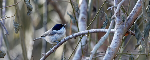 mésange nonnette, poecile palustis,
