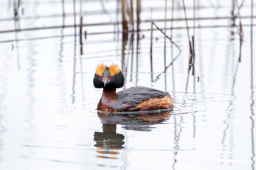 Colorful waterbird horned grebe, Podiceps auritus swimming in its habitat in breeding plumage in a small pond in Estonian nature - 474210649