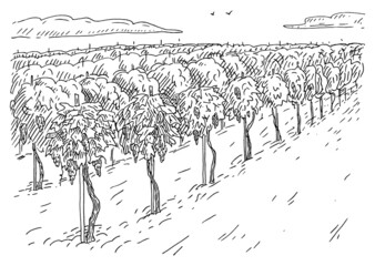 Vineyard fields. Vintage engrave monochrome black vector illustration. Isolated on white