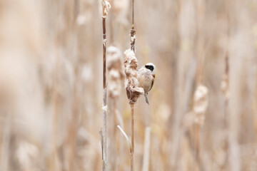 Small European songbird, Eurasian penduline tit, Remiz pendulinus gathering material for the nest on seedhead of  common cattail, Typha latifolia in Estonian nature, Europe