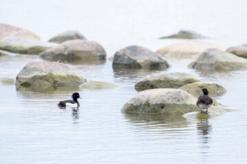 The pair of tufted duck, Aythya fuligula, Male duck swimming and female duck resting on the stone in Estonian nature, Europe - 474210877