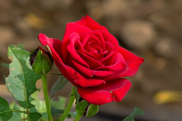 Red Roses on a bush in a garden
