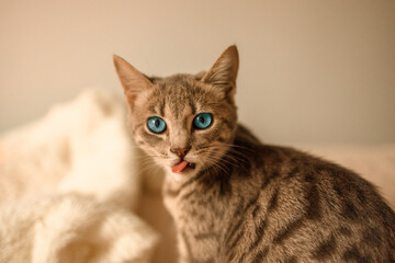Funny tabby kitten with blue eyes sits on a knitted blanket and looks at the camera.