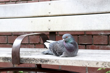 鳩の休憩場所