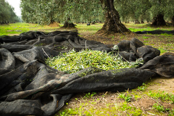 Extra virgin olive oil harvest and production in south italy, apulia