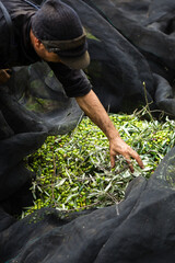 Extra virgin olive oil harvest and production in south italy, apulia